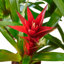 Load image into Gallery viewer, 3 Guzmania Bromeliads - 1FT Tall - FREE Care Guide - 4&quot; Pots