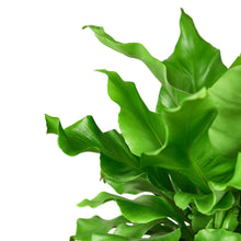 Load image into Gallery viewer, Bird's Nest 'Nidus' Fern
