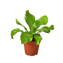 Load image into Gallery viewer, Bird's Nest 'Nidus' Fern