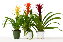 Load image into Gallery viewer, 3 Guzmania Bromeliads - 1FT Tall - FREE Care Guide - 4&quot; Pots