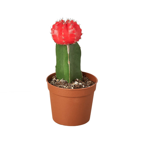 1 Graft Cactus Succulent 'Red'