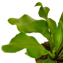 Load image into Gallery viewer, Bird's Nest 'Nidus' Fern