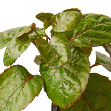 Load image into Gallery viewer, Aralia Fabian Stump &#39;Polyscias Scutellaria&#39;
