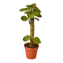 Load image into Gallery viewer, Aralia Fabian Stump &#39;Polyscias Scutellaria&#39;