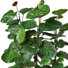 Load image into Gallery viewer, Aralia Fabian Stump &#39;Polyscias Scutellaria&#39;
