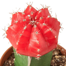 Load image into Gallery viewer, 1 Graft Cactus Succulent &#39;Red&#39;
