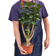 Load image into Gallery viewer, Aralia Fabian Stump &#39;Polyscias Scutellaria&#39;