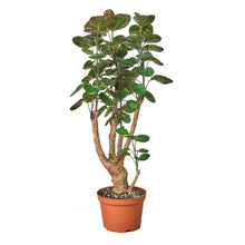 Load image into Gallery viewer, Aralia Fabian Stump &#39;Polyscias Scutellaria&#39;